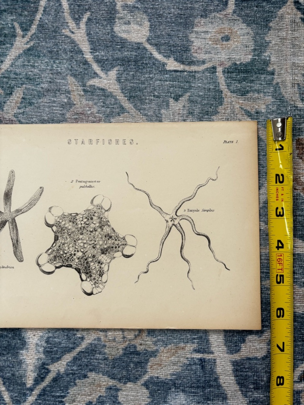 Vintage Starfishes Scientific Wall Art Print - Beige and Black - Picture 6 of 6